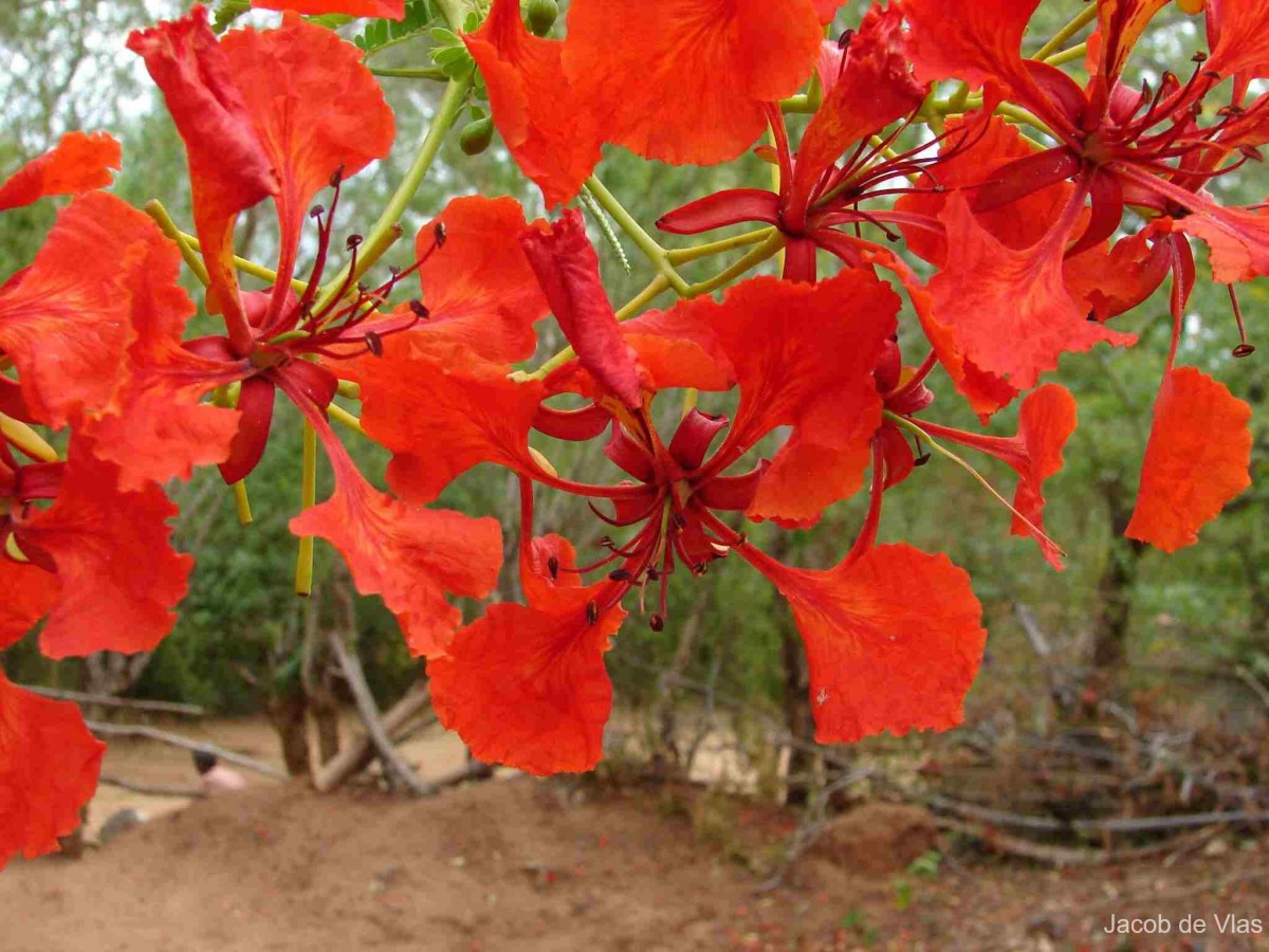 Delonix regia (Bojer ex Hook.) Raf.